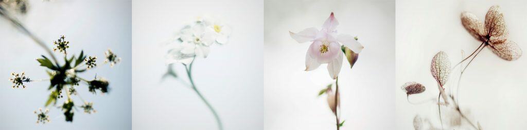 Livret Le Chant des Fleurs Jean-Pascal Boffo